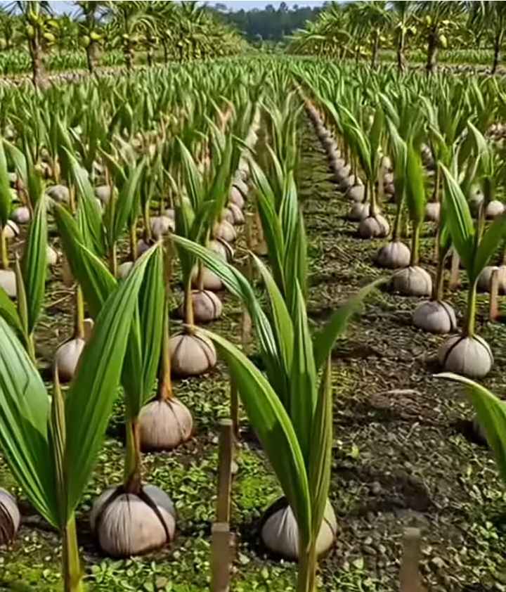 Bibit Kelapa Kopyor Jelly